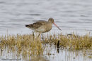 Black Tailed Godwit
