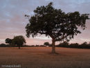 Early moning sun at Barnoldby 1