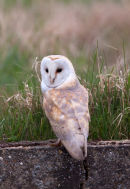 Barn Owl