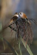 Bearded Tit