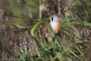Bearded Tit
