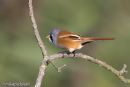 Bearded Tit