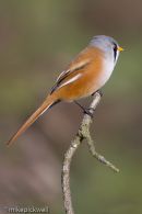 Bearded Tit