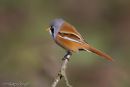 Bearded Tit