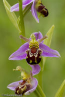Bee Orchid