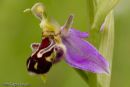 Bee Orchid