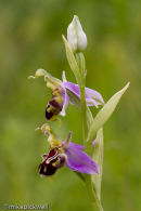 Bee Orchid