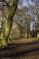 Winter beech trees.
