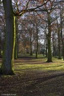 Winter Beech Trees