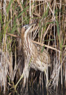 Bittern