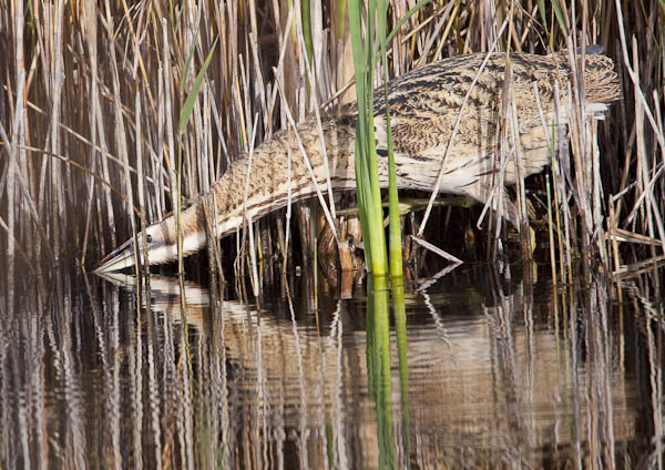 Bittern