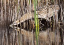 Bittern