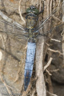 Male Black-tailed Skimmer