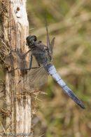 Mature male Black-tailed Skimmer