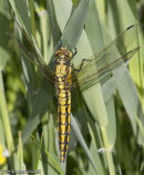 Black-tailed Skimmer dragonfly