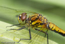 Black Darter