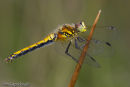 Female Black Darter dragonfly