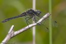 Black Darter