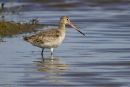 Black-Tailed Godwit