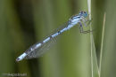 Common Blue Damselfly
