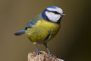 Blue Tit