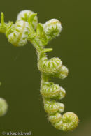 Bracken frond unfurling