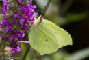 Brimstone