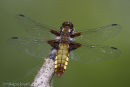 Broad Bodied Chaser 