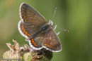 Brown Argus