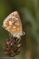 Brown Argus