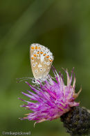Brown Argus