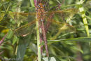Brown Hawker