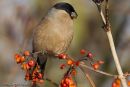 Bullfinch