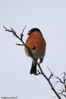 Bullfinch