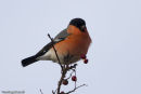 Bullfinch
