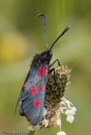 six spot burnet moth