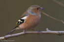 Chaffinch