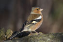 Chaffinch
