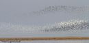 Wader flocks at high tide roost, Cleethorpes
