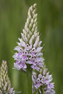 Common Spotted Orchid
