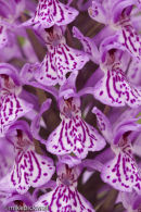 Marsh Orchid hybridised with common spotted