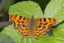 Comma