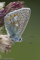Common Blue