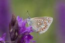 Common Blue Butterfly on Marsh Orchid