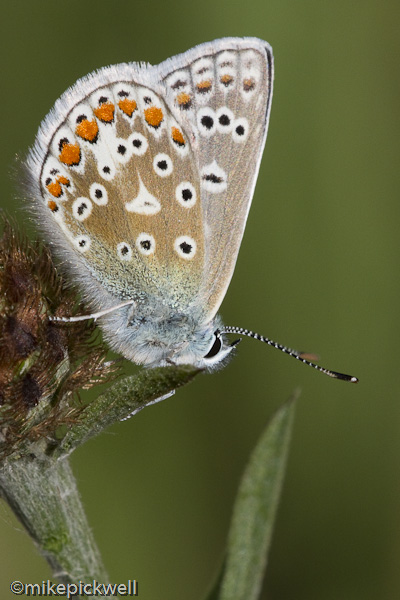 Common Blue Butterfly