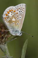 Common Blue Butterfly