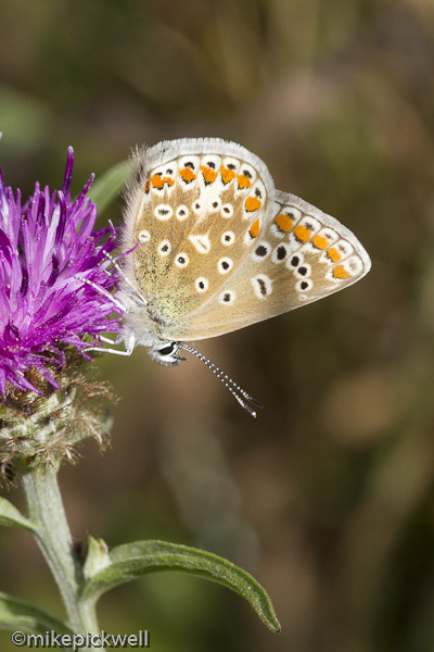Common Blue Butterfly