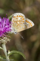 Common Blue Butterfly