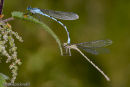 Common Blue Damselflies mating