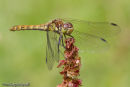 Common Darter female